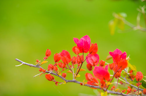 深圳九月賞花攻略