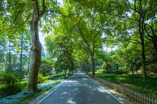 深圳綠道匯總 深圳有哪些適合散步的綠道