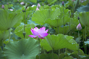 2022深圳夏季賞花的地方推薦 深圳夏季賞花好去處