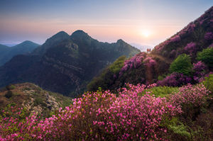 清明節(jié)梧桐山開(kāi)放了嗎 山上的杜鵑花開(kāi)了嗎