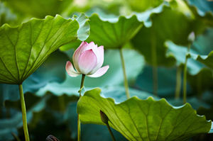 深圳六月有哪些公園能賞花 賞花打卡點(diǎn)推薦