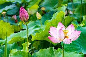 6月20日起深圳洪湖公園入園需24小時核酸證明