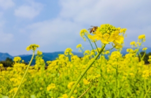 2023年深圳元宵節(jié)哪里可以觀賞油菜花